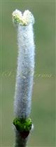  Pistil